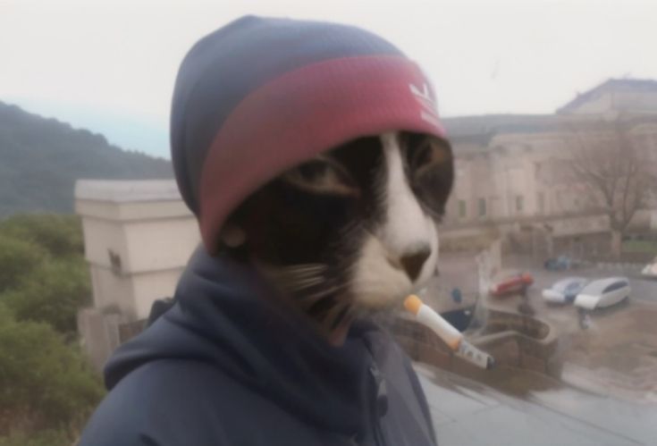 emo cat